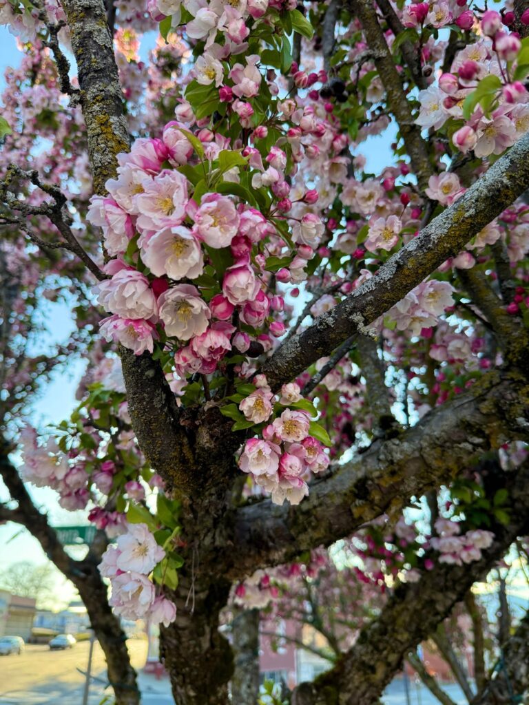Are these Crabapple trees? The flowers on them are so beautiful!