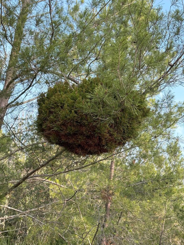 Any idea what this mass is in this pine tree?