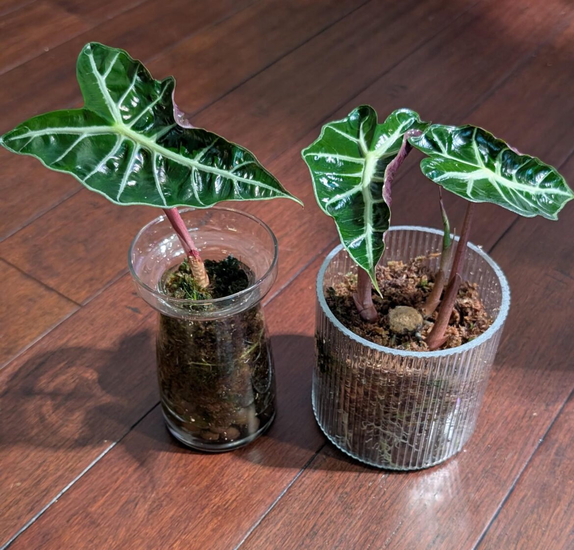 Regrowth on Polly start-over