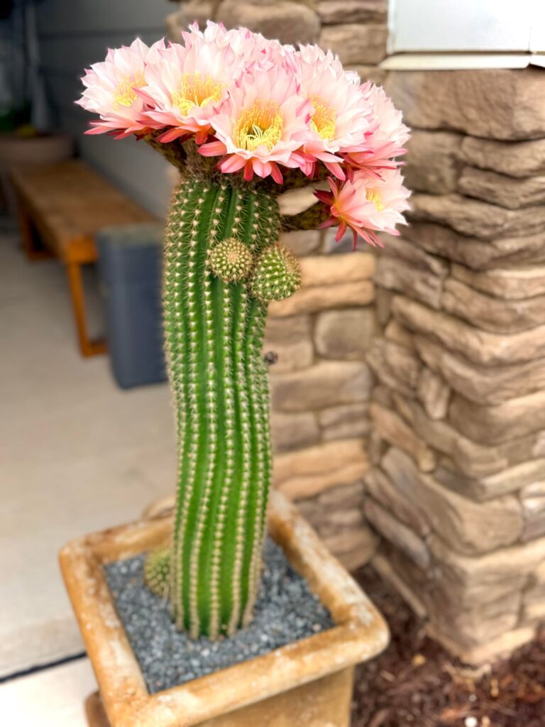 Trichocereus grandiflorus hybrid that has survived 4 winters in the piedmont of North Carolina (zone 7b/8a and is going crazy with blooms right now. Trichocereus grandiflorus hybrid that has survived 4 winters in the piedmont of North Carolina (zone 7b/8a and is going crazy with blooms right now.