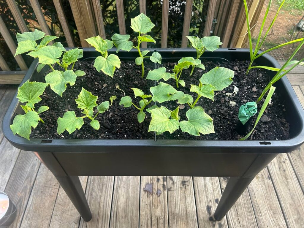New gardener garden update almost two months in