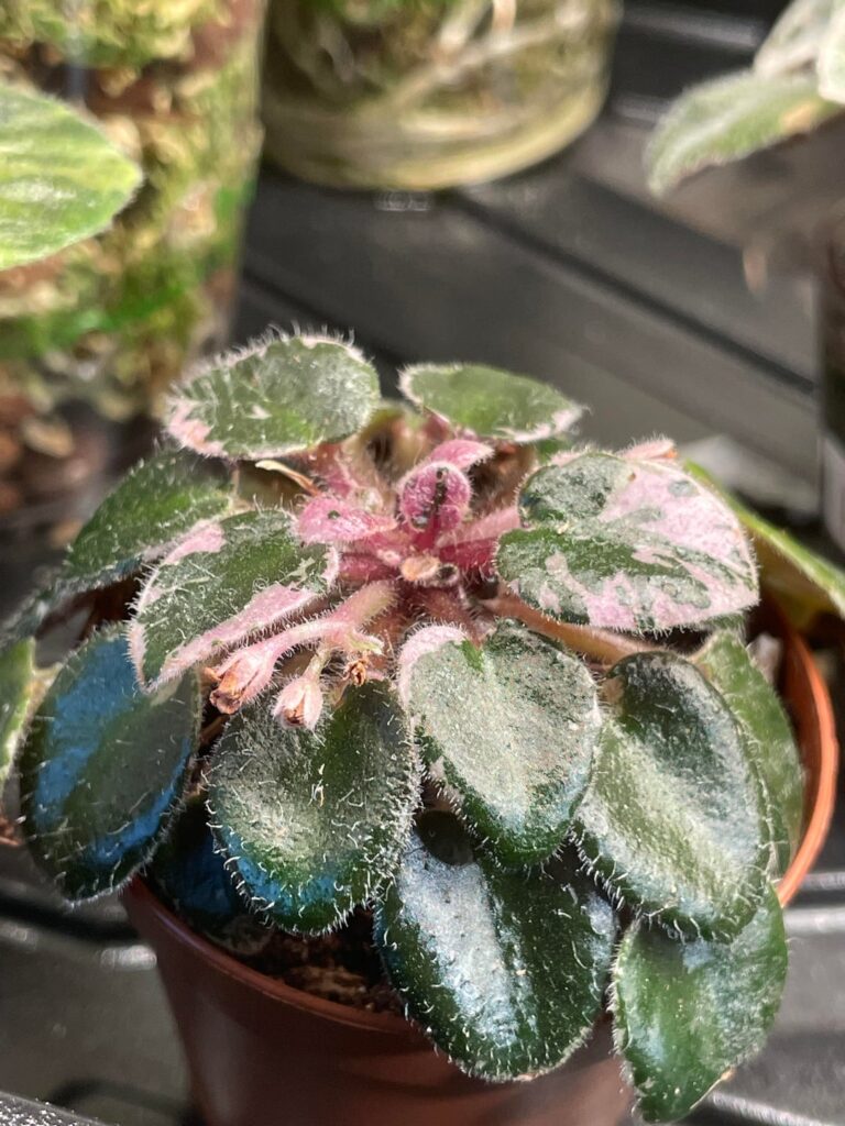 A bald African Violet, or something else? A bald African Violet, or something else?