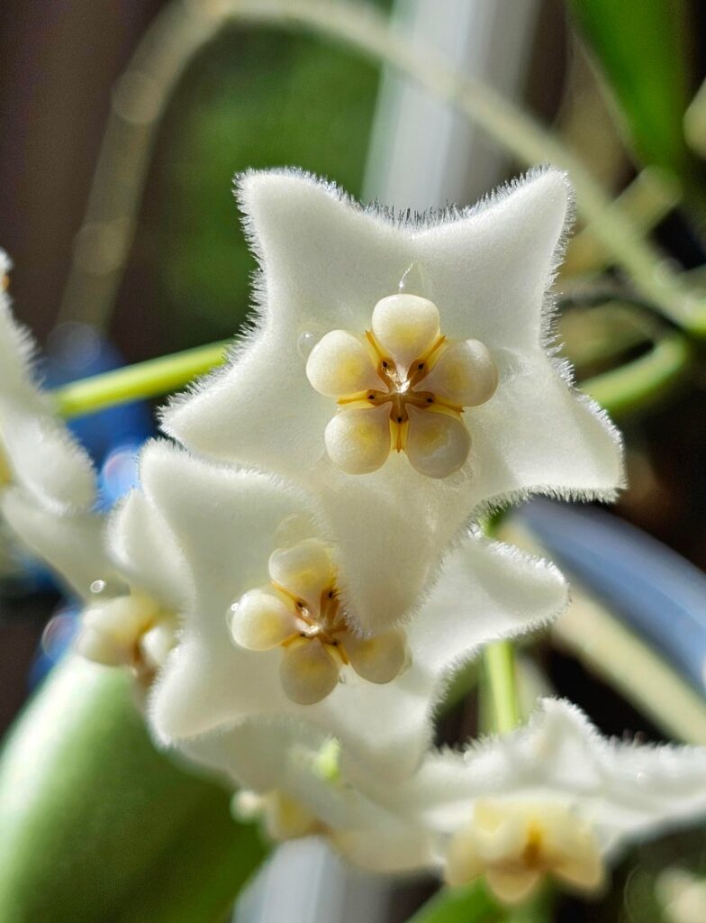 Add this one to the stinky flowers list: hoya stoneana! Plus, a pic of my compacta, which may be more common, but at least has the lovely scent of dark chocolate.