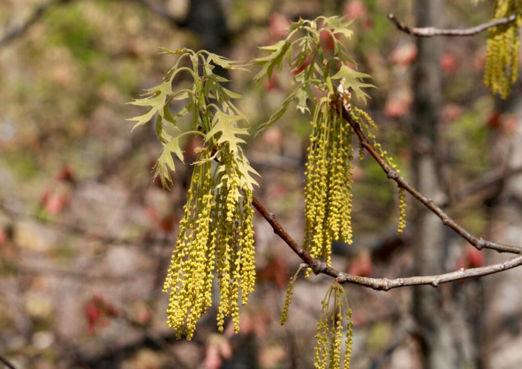 Oak flowers are so pretty!