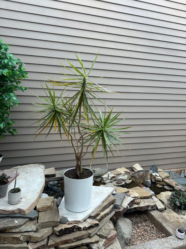 Dracena margintena leaves