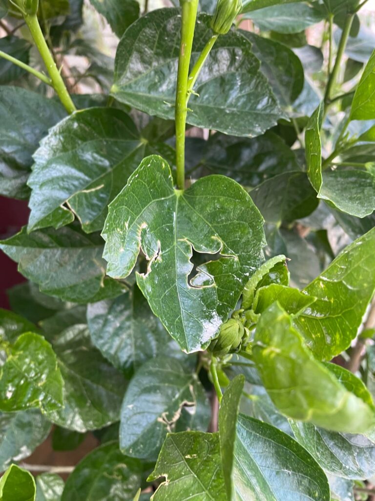 What’s eating my hibiscus leaves?
