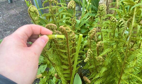 A hand holds a fresh, green fern frond against a backdrop of lush, vibrant greenery.