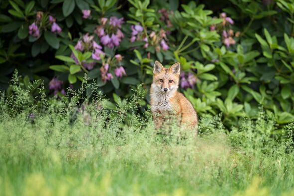 A Red Fox Kit emerges from its den and spends time in the springtime garden A Red Fox Kit emerges from its den and spends time in the springtime garden