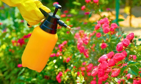 Picture of someone spraying plants in their garden Picture of someone spraying plants in their garden