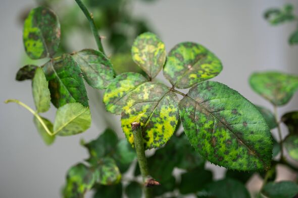 Rose black spot is a fungal disease that commonly affects roses, characterized by the appearance of dark, often circular or irre