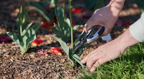 Tulip pruning