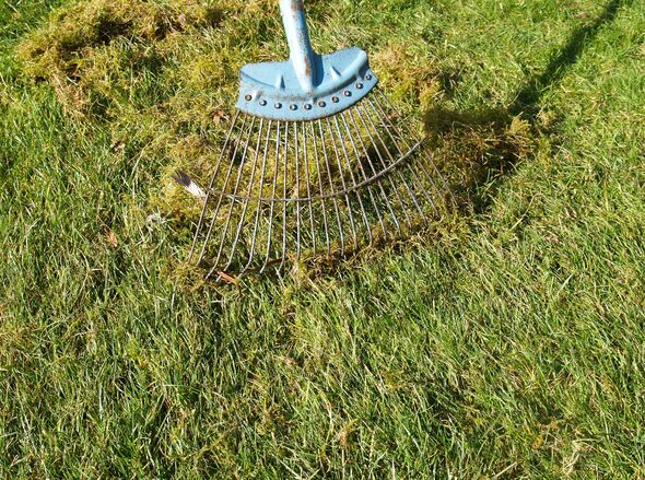removing moss by scarifying the grass removing moss by scarifying the grass