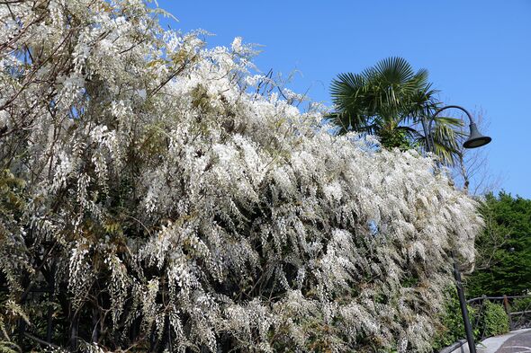 White blooming wisteria frutescens in Como at Lake Como in spring, Italy White blooming wisteria frutescens in Como at Lake Como in spring, Italy