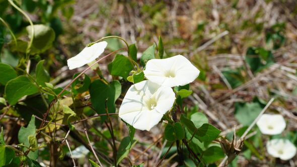 The white flowers of Convolvulus arvensis bloom on a tree with trumpet-shaped petals and dense leaves. This annual vine is also The white flowers of Convolvulus arvensis bloom on a tree with trumpet-shaped petals and dense leaves. This annual vine is also