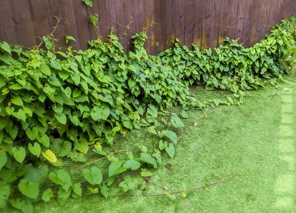 Vines or Bindweed can be a pest to properties as it grows fast and infiltrates property boundaries damaging the structure. Vines or Bindweed can be a pest to properties as it grows fast and infiltrates property boundaries damaging the structure.
