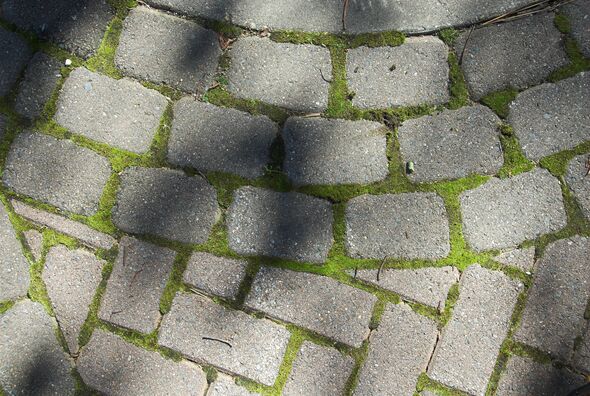 Mossy Pavers and Shadows Mossy Pavers and Shadows
