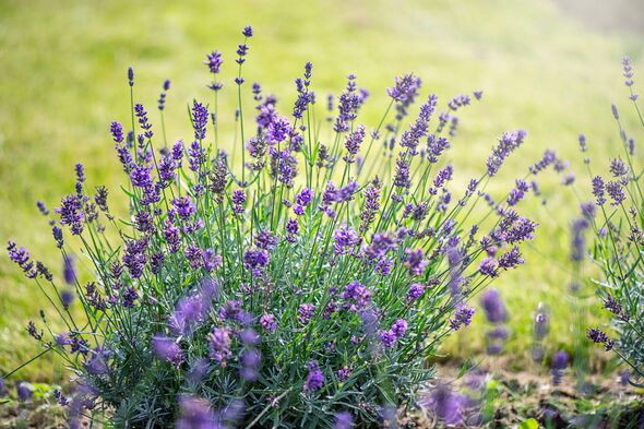 Beautiful, scented purple lavender flowers in soft sunshine