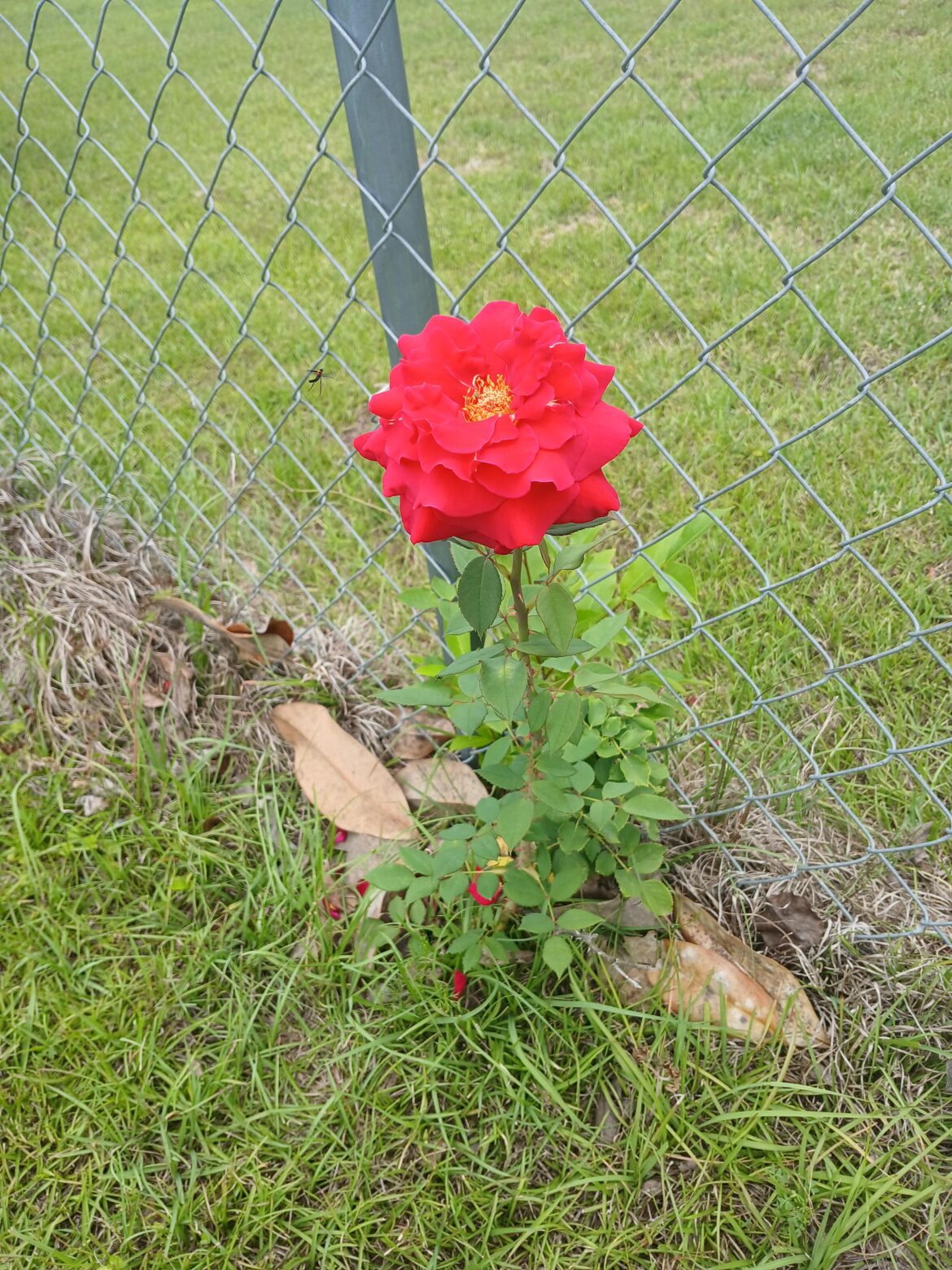 I don't know what this is but we have one that blooms every year. This is the first time it has bloomed perfectly. We also had two instead of one bloom this year. I took the picture with my phone.