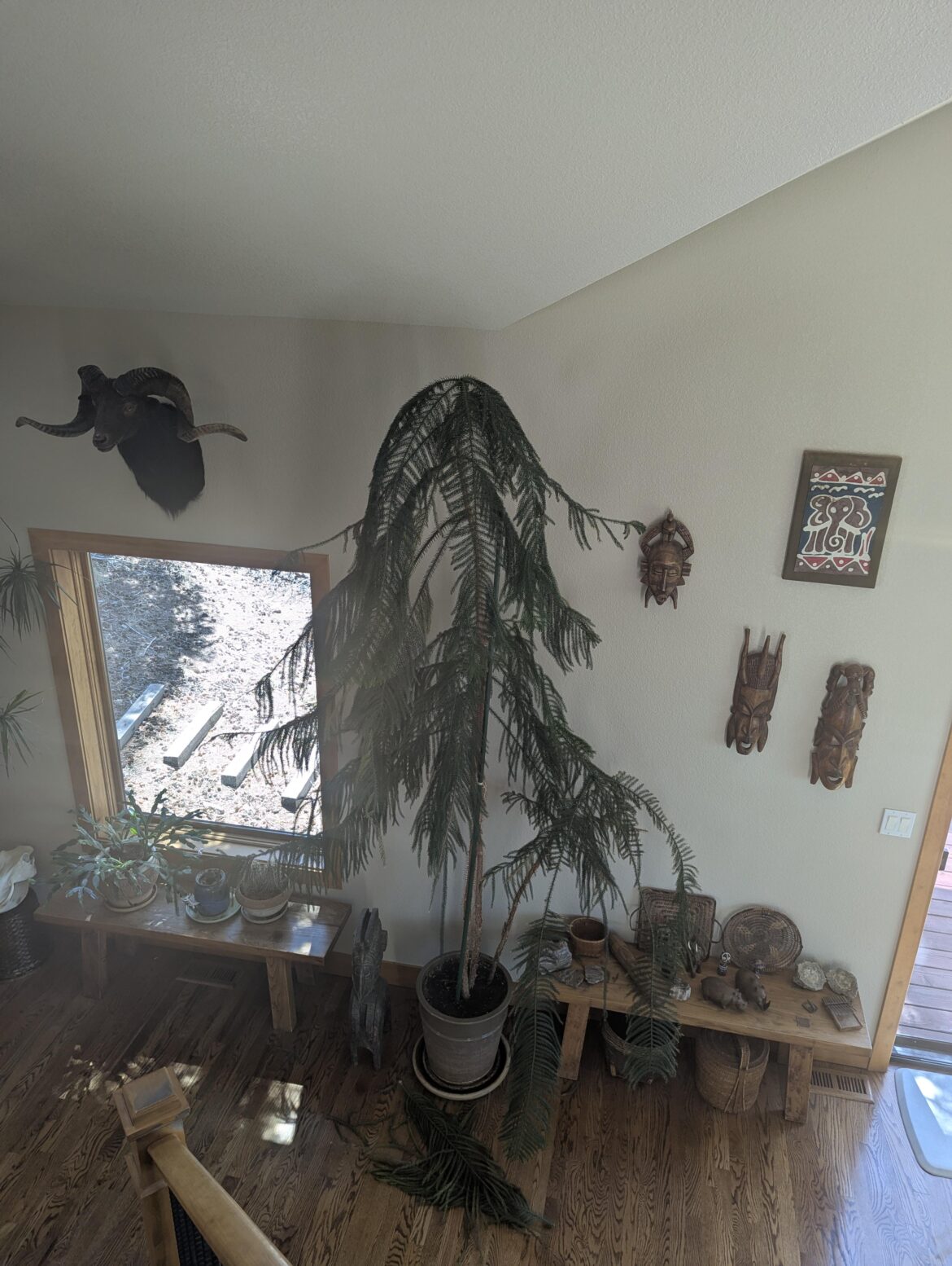Trying to save 25 year old Star Pine Trying to save 25 year old Star Pine