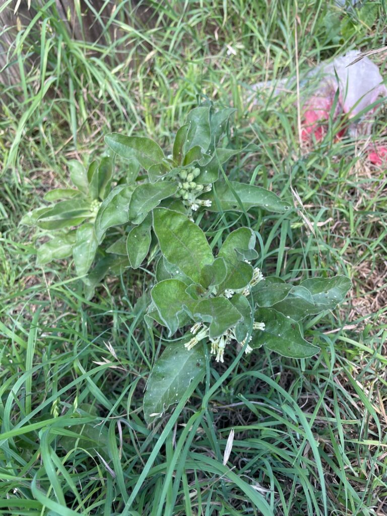 Plant ID help?