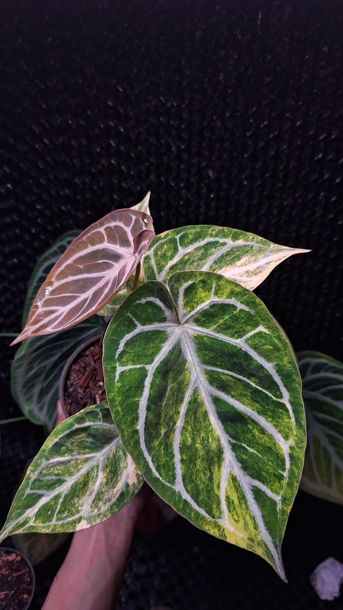 Anthurium Silverblush variegated