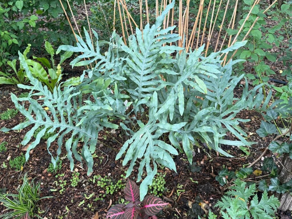 Phlebodium aureum Blue Star
