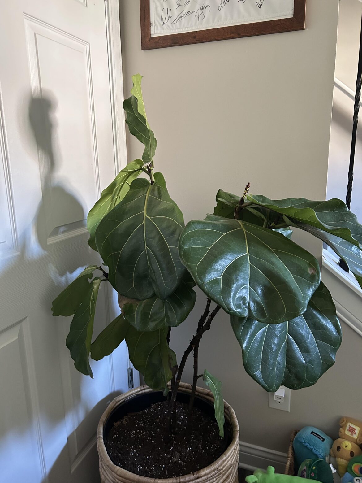My wife and i have had this plant for about a year now and we cannot keep the leaves from drooping , any suggestions? We think we may have overwatered it a bit, but have cut back on it and water it once every two weeks