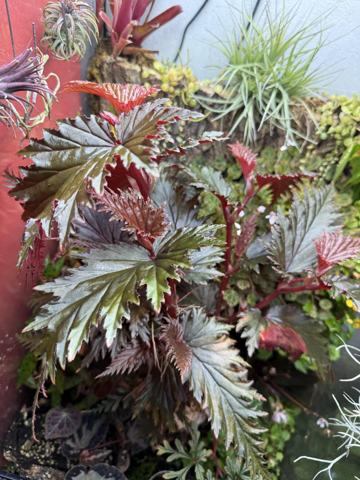 Begonia sp. Miri