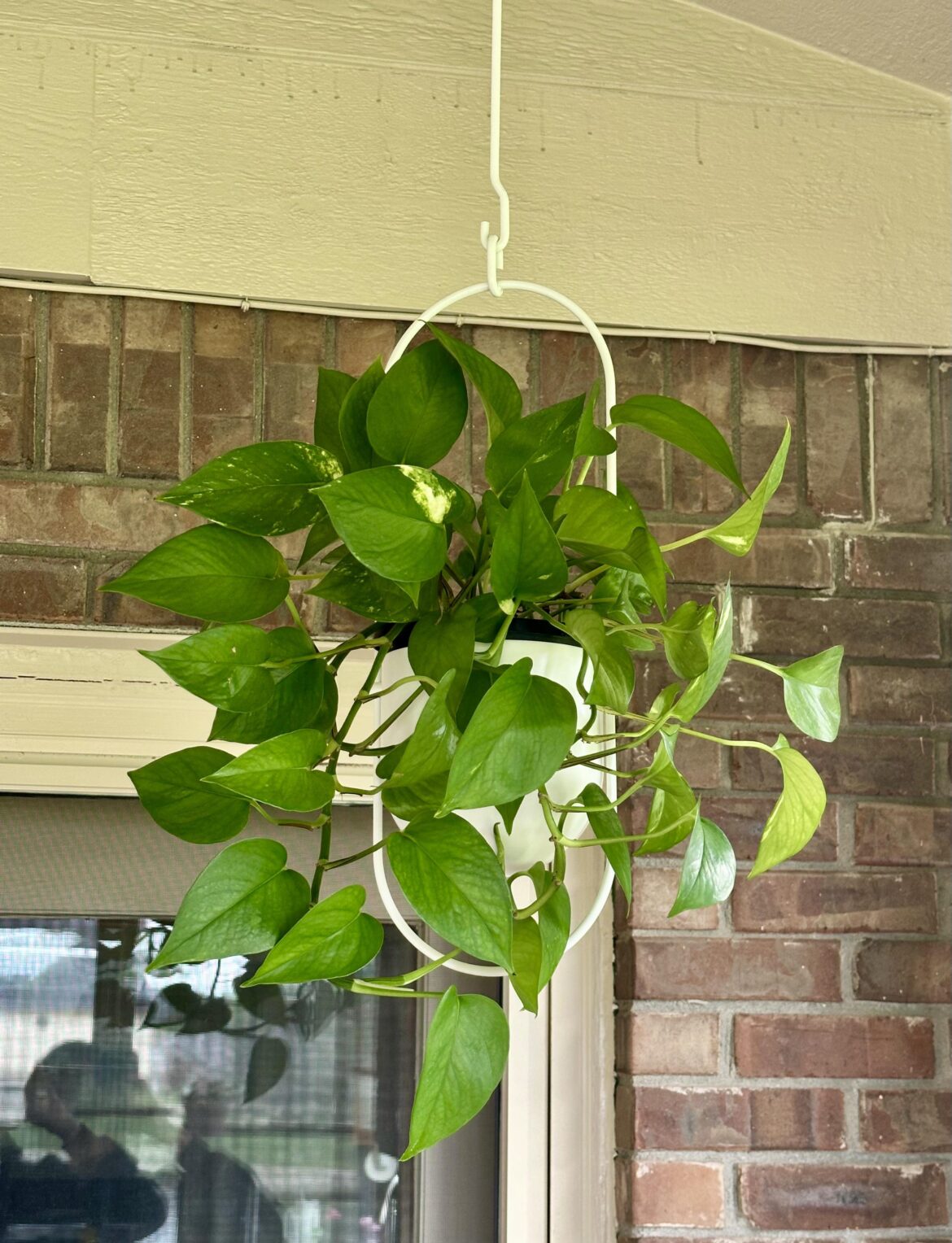 Just mirin’ this girl today. She is loving our sunroom!