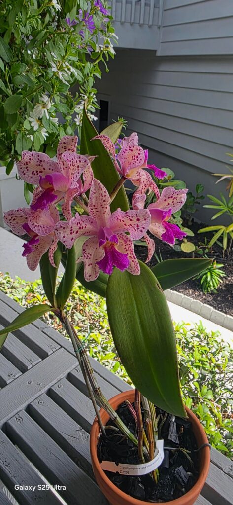Cattleya amythstoglossa