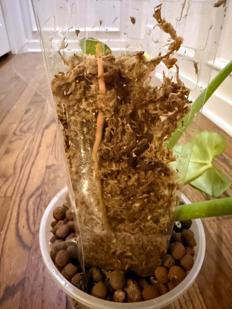 why is it rooting UP the pole? is it stupid?