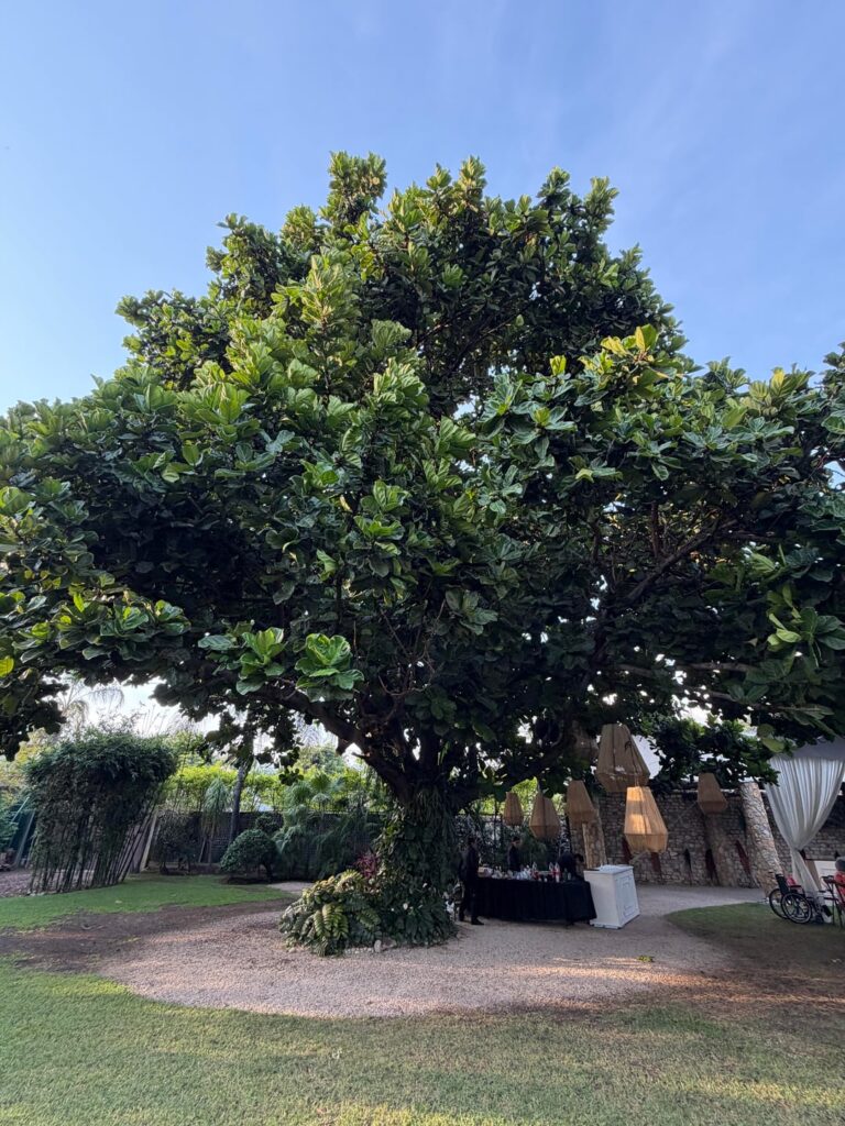 This tree