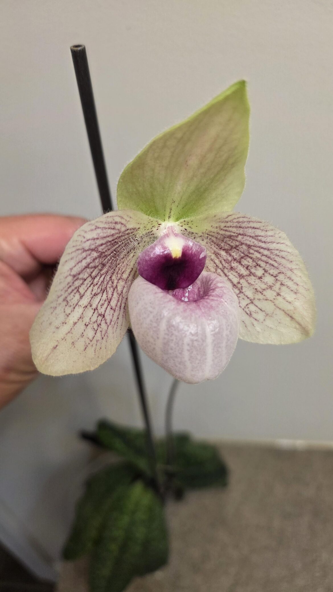 Paph. Lynleigh Koopowitz second bloom ever. 🌸