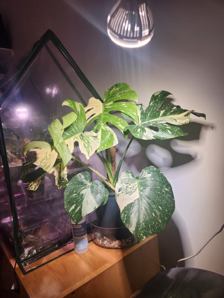 Help with previously underwatered monstara