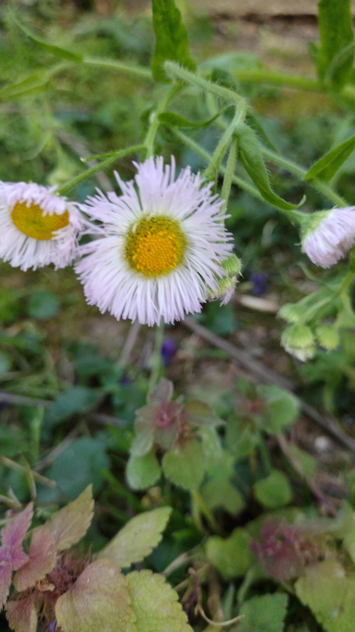 Fleabane, transplant or seed? Fleabane, transplant or seed?