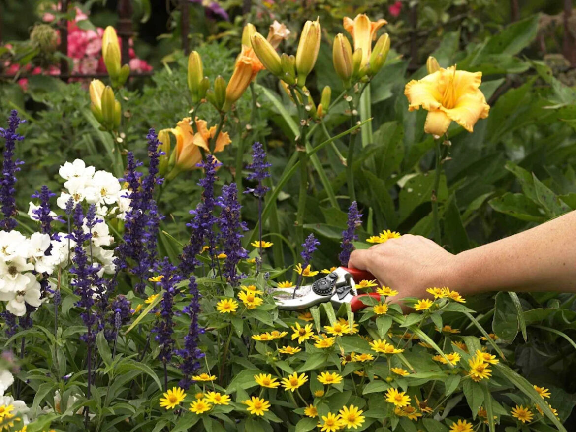 What to Do in Your Garden This June to Keep It Thriving Through Summer The Telegraph