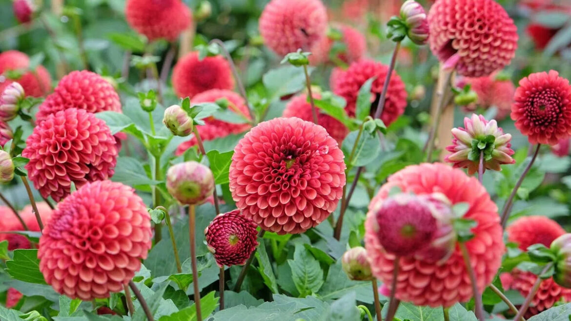 Gardening Expert Shares the 3 Companion Plants That Can Help Dahlias Thrive Dengarden