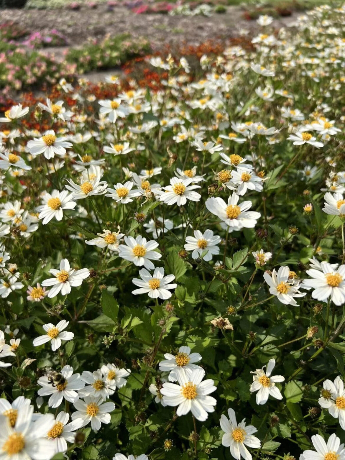 McCrory Gardens Trial Report aids in flower selection Farm Forum