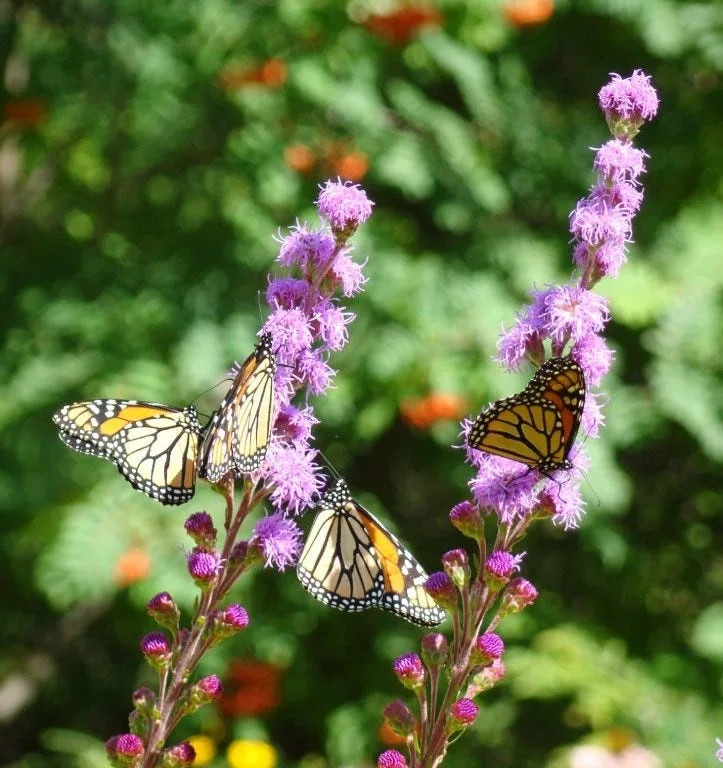 Green Bay’s greenest thumbs share their own must-have garden plants Green Bay Press-Gazette