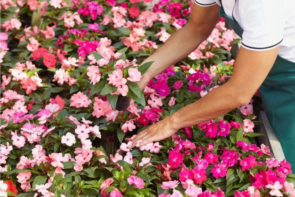 Gardener Says Someone Keeps Picking Flowers From Her Front Yard for “Decoration,” Now She’s Considering Removing Them Completely AP News
