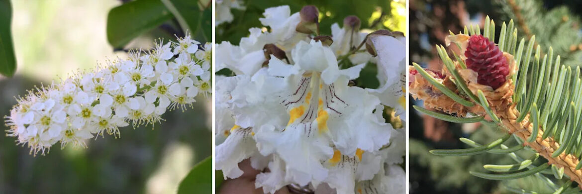 Dakota Gardener: The birds and the bees – and the trees! USA TODAY