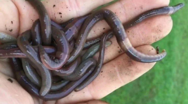 This invasive worm is destroying forest floors and gardens across the country Russell Crowe draws the line on autograph requests in heated fan exchange