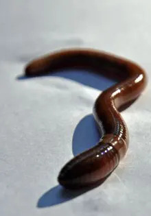 Invasive worm poses threat to gardens WDTN Dayton