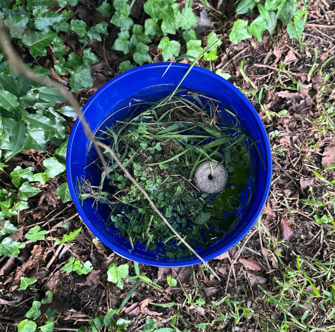 Gardeners Say This Viral Mosquito Bucket Actually Works Gardeners Say This Viral Mosquito Bucket Actually Works