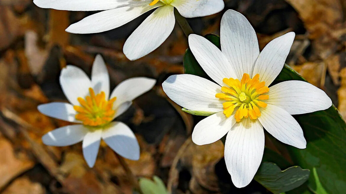These Shade-Loving Perennials Are Way Cooler Than Hostas and Give Your Garden Pizazz These Shade-Loving Perennials Are Way Cooler Than Hostas and Give Your Garden Pizazz