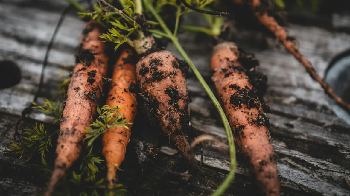 Gardener Shares Easy Step-by-Step Method for Growing Perfect Carrots From Seed