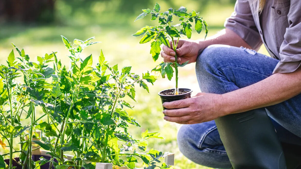This Tomato Planting Technique Can Actually Be A Mistake For Home Gardeners This Tomato Planting Technique Can Actually Be A Mistake For Home Gardeners