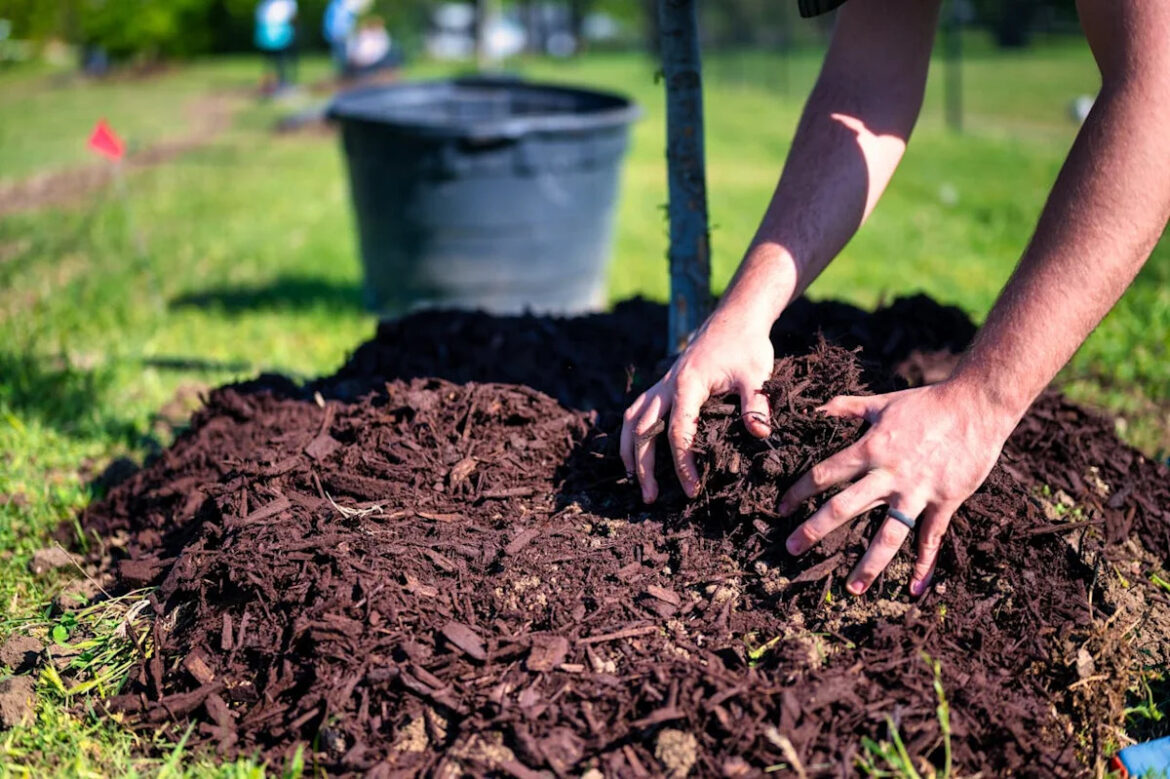 Frugal Gardening