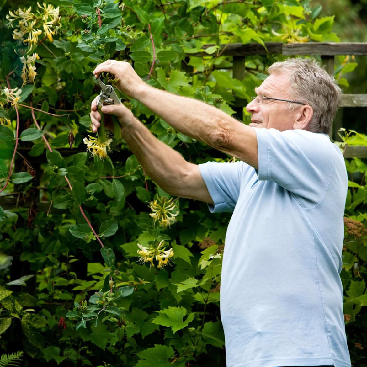Pruning Honeysuckle The Right Way – Complete How-To Guide