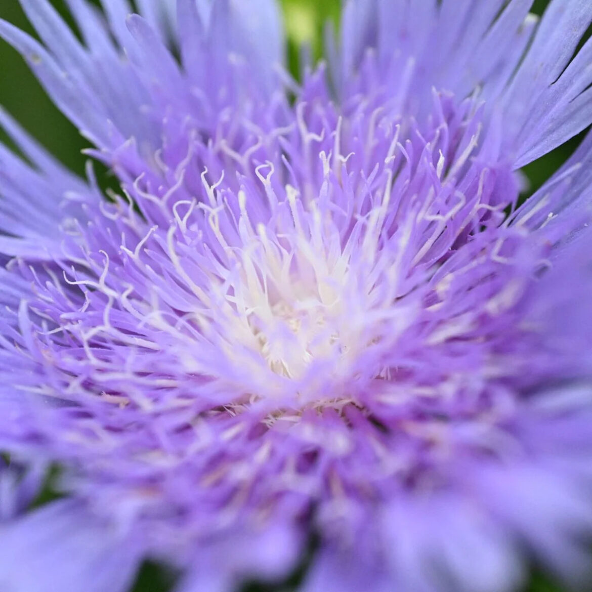 These 7 Perennials Flower All Summer Long Without Constant Deadheading – And Look So Pretty Doing It These 7 Perennials Flower All Summer Long Without Constant Deadheading – And Look So Pretty Doing It